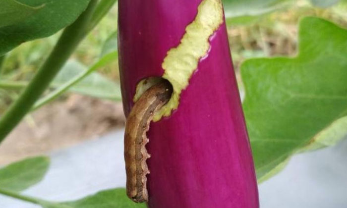 Methods Of Protection Against Helicoverpa Caterpillars Infesting Eggplant Cultiv Methods Of Protection Against Helicoverpa Caterpillars Infesting Eggplant Cultiv-TeluguStop.com