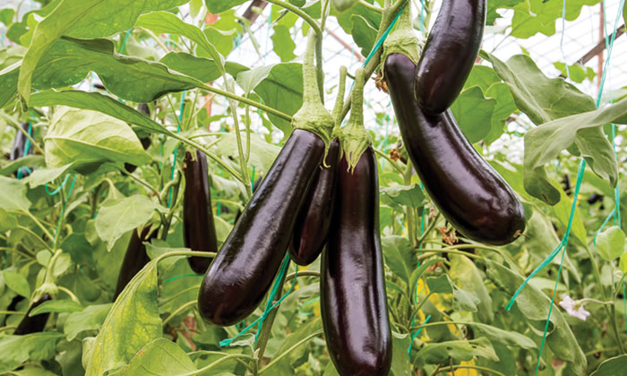 Telugu Agriculture, Brown Eggs, Eggplant, Latest Telugu, Mary Gold-Latest News - Telugu Agriculture, Brown Eggs, Eggplant, Latest Telugu, Mary Gold-Latest News -