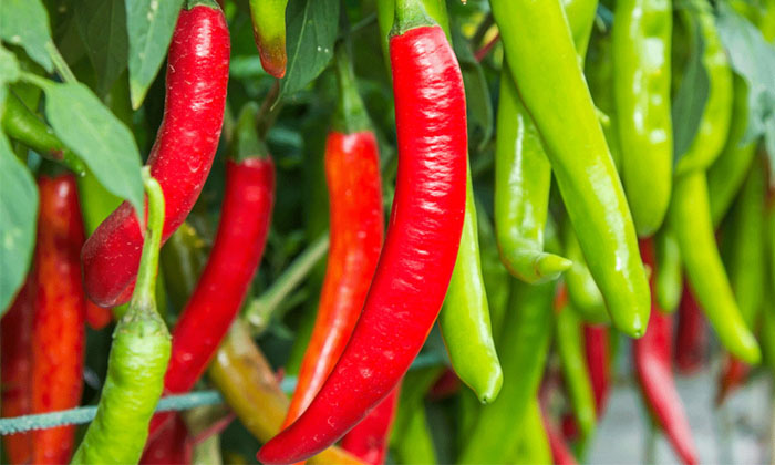  Methods To Prevent Choanephora Dry Rot In Chilli Crop Details, Choanephora Dry-TeluguStop.com