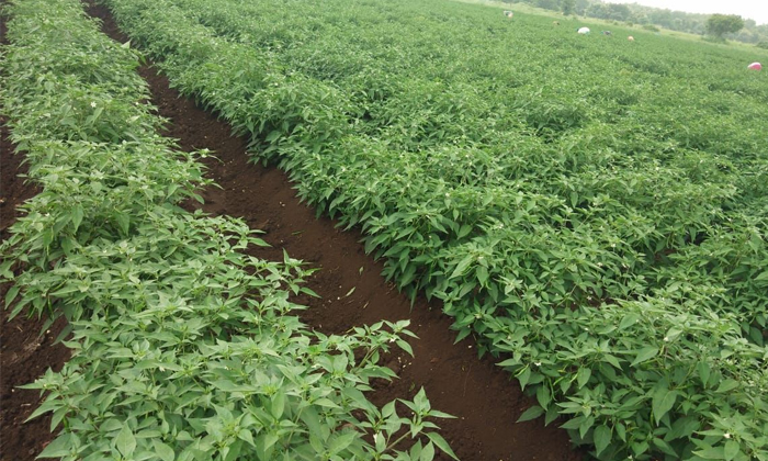 Telugu Agriculture, Chilli Crop, Chillicrop, Chilli Farmers, Choanephoradry, Dry