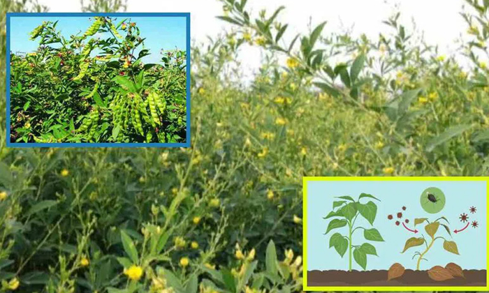  Methods To Prevent Maruka Spot Insects In Kandi Cultivation , Kandi Cultivation-TeluguStop.com