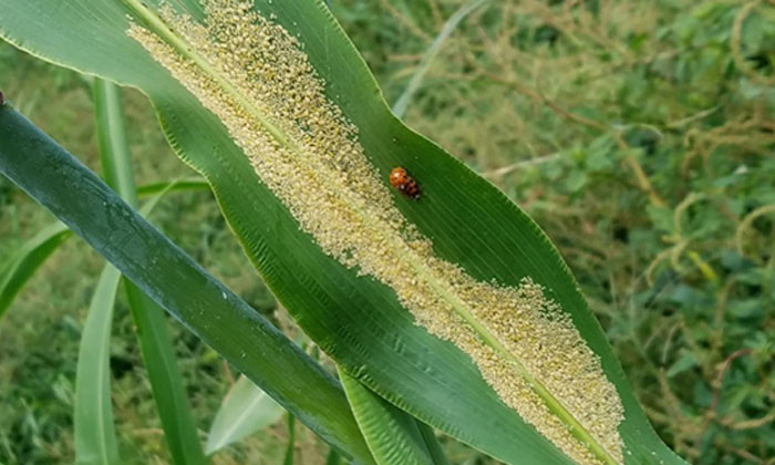 Telugu Agriculture, Fipronil, Latest Telugu, Sorghum Crop, Thiamethoxam, Worms-L