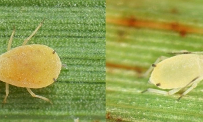  Methods To Prevent Aphids Causing Severe Damage To Sorghum Crop , Sorghum Crop,-TeluguStop.com