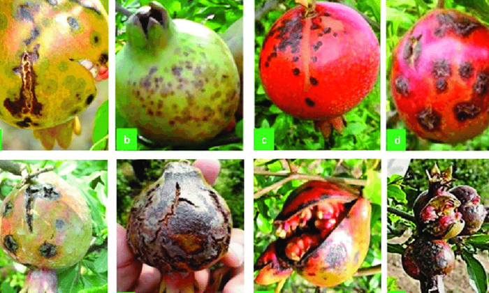 Telugu Agriculture, Bacterial, Basil Leaf, Latest Telugu, Neem Seed Oil, Pomegra