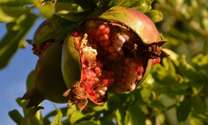  Methods To Prevent Bacterial Blight In Pomegranate Cultivation , Pomegranate Cu-TeluguStop.com