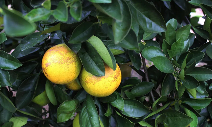  Methods To Prevent Citrus Greening Pests Expecting Lemon Crop , Citrus Greening-TeluguStop.com