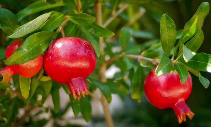  Methods To Prevent Fruit Borers In Pomegranate , Pomegranate, Fruit Borers, Pom-TeluguStop.com