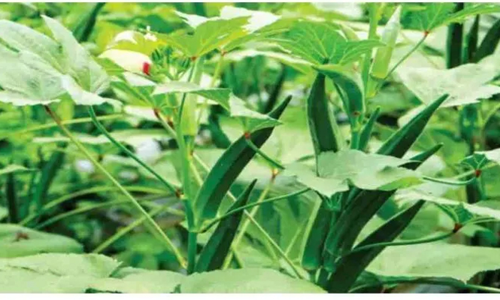  Methods To Prevent Gray Rot In The Cultivation Of Gum , Cultivation, Lady Finger-TeluguStop.com