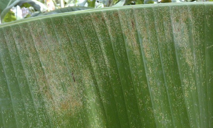  Methods To Prevent Lace Wing Bugs In Banana, Banana, Stethoconus Profectus, Dime-TeluguStop.com