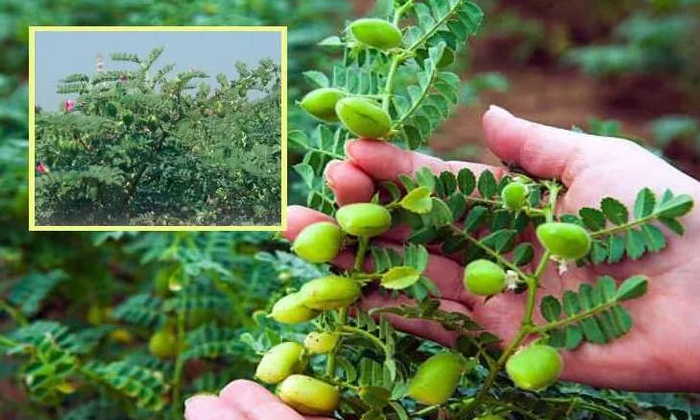  Bengalgram Cultivation Techniques,bengalgram Cultivation,bengalgram,weeds,peanut-TeluguStop.com