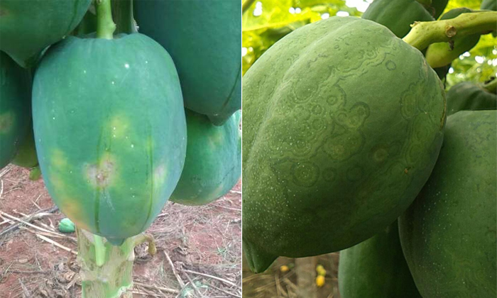 Telugu Agriculture, Bacteria, Fertilizers, Papaya, Papaya Diseases, Papaya Farme