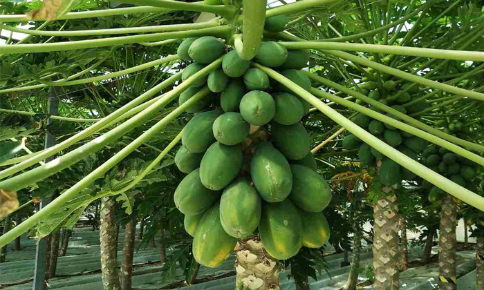 Telugu Agriculture, Bacteria, Fertilizers, Papaya, Papaya Diseases, Papaya Farme