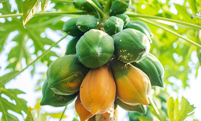  Methods To Prevent Round Spot Rot In Papaya Cultivation Details, Round Spot Rot-TeluguStop.com