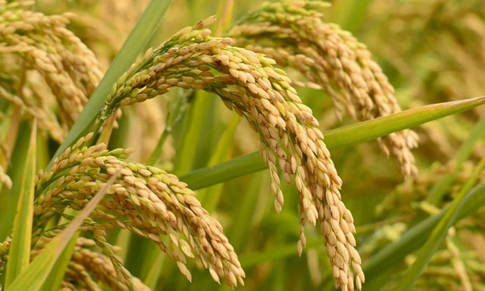  Methods To Prevent The Biting Pest Of The Rice Crop , Rice Crop, Villociclava V-TeluguStop.com