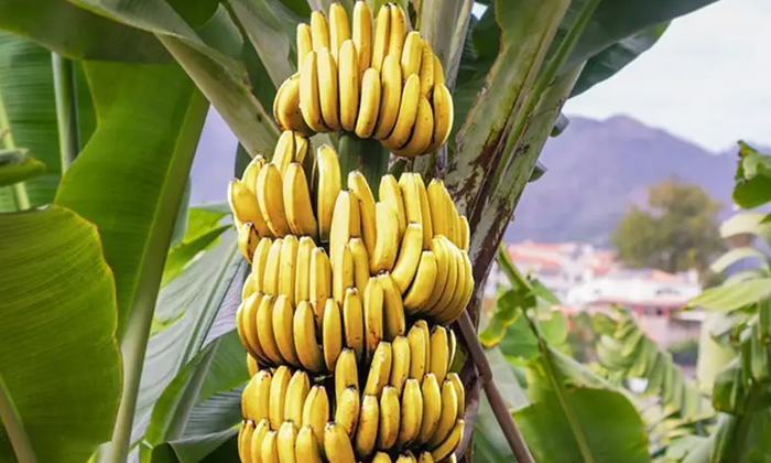 Telugu Agricultur, Banana, Tips, Methods Banana-Latest News - Telugu
