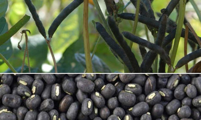  Methods To Prevent The Custard Apple Pest, Which Is Expected To Be Harvested , C-TeluguStop.com