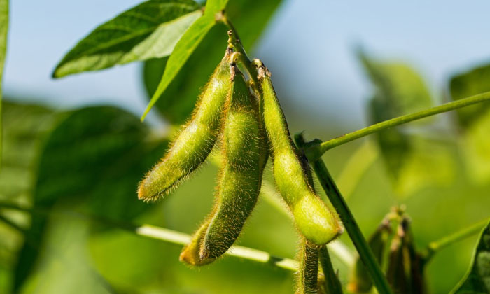  Methods To Prevent The Looper Insects That Are Expecting The Soybean Crop , Soyb-TeluguStop.com