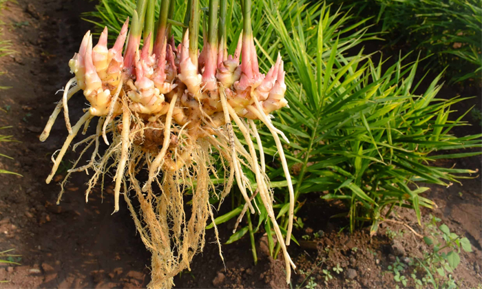 Phytosanitary Practices To Protect Ginger Crop From Bacterial Blight Details, Gi Phytosanitary Practices To Protect Ginger Crop From Bacterial Blight Details, Gi-TeluguStop.com