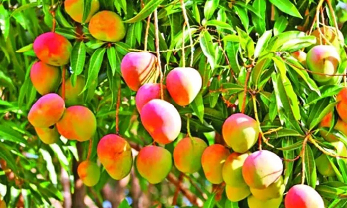  Precautions To Be Taken At The Beginning Of Cultivation Of Mango Plantations , M-TeluguStop.com