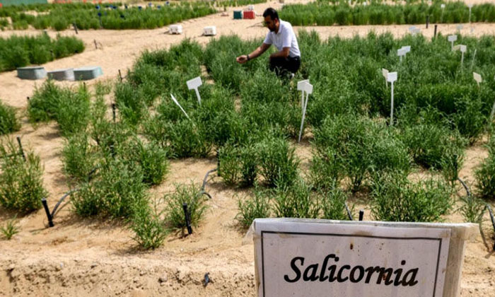  Salt Can Be Grown By Cultivating These Plants , Salicornia Plants, Salt Product-TeluguStop.com