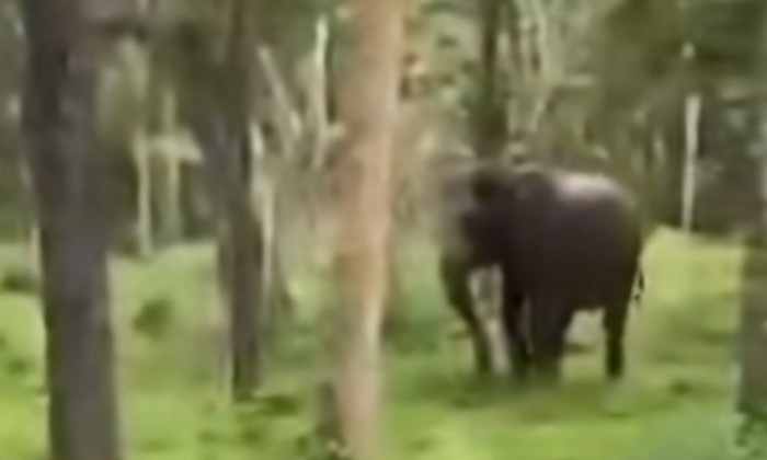  The Elephant Chased The Man And Then What Did He Do, Elephant, Viral Latest, New-TeluguStop.com