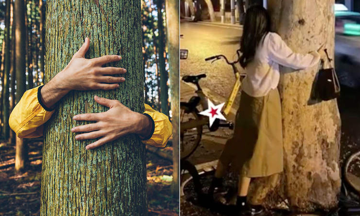 Telugu Tree, Trees, Oxytocin, Energy, Shanghai, Hug, Tree Therapy-Latest News -