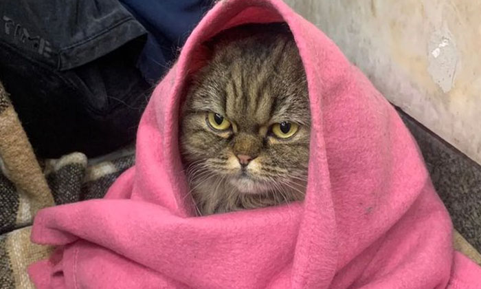  A Cat In A Bomb Shelter Has Become A Viral Sensation With Its Angry Look , Ukrai-TeluguStop.com