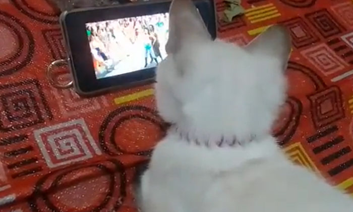  Viral Shahrukh's Song Interestingly Seen By The Cat This Is Shahrukh's Opinion,-TeluguStop.com