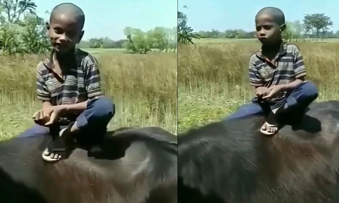  Viral Video Of Boy Singing Song Sitting On Buffalo Details, Viral Latest, News V-TeluguStop.com