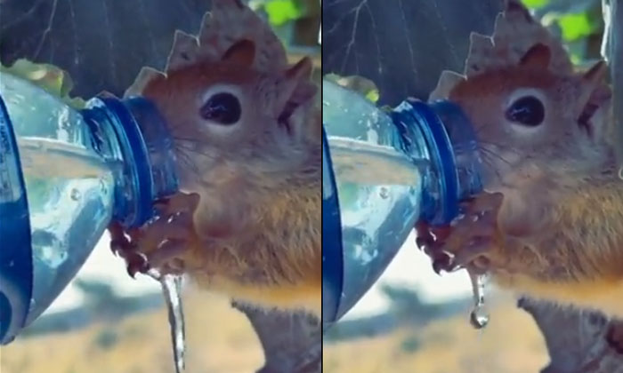  Thirsty Squirrel Drink Water Viral Video , Squirrel, Water, Summer Season, Viral-TeluguStop.com
