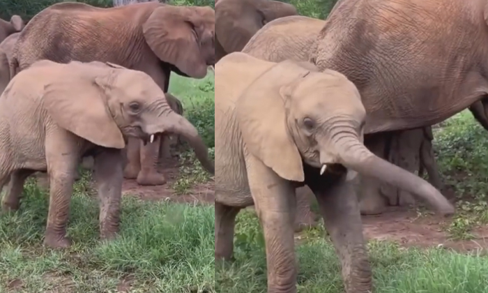  What Did This Baby Elephant Do While Playing, Elephant, Funny Video, Viral Video-TeluguStop.com