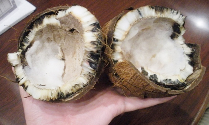  What Happens If Rotten Coconut Is Used For Puja Details, Coconut, Rotten Coconut-TeluguStop.com