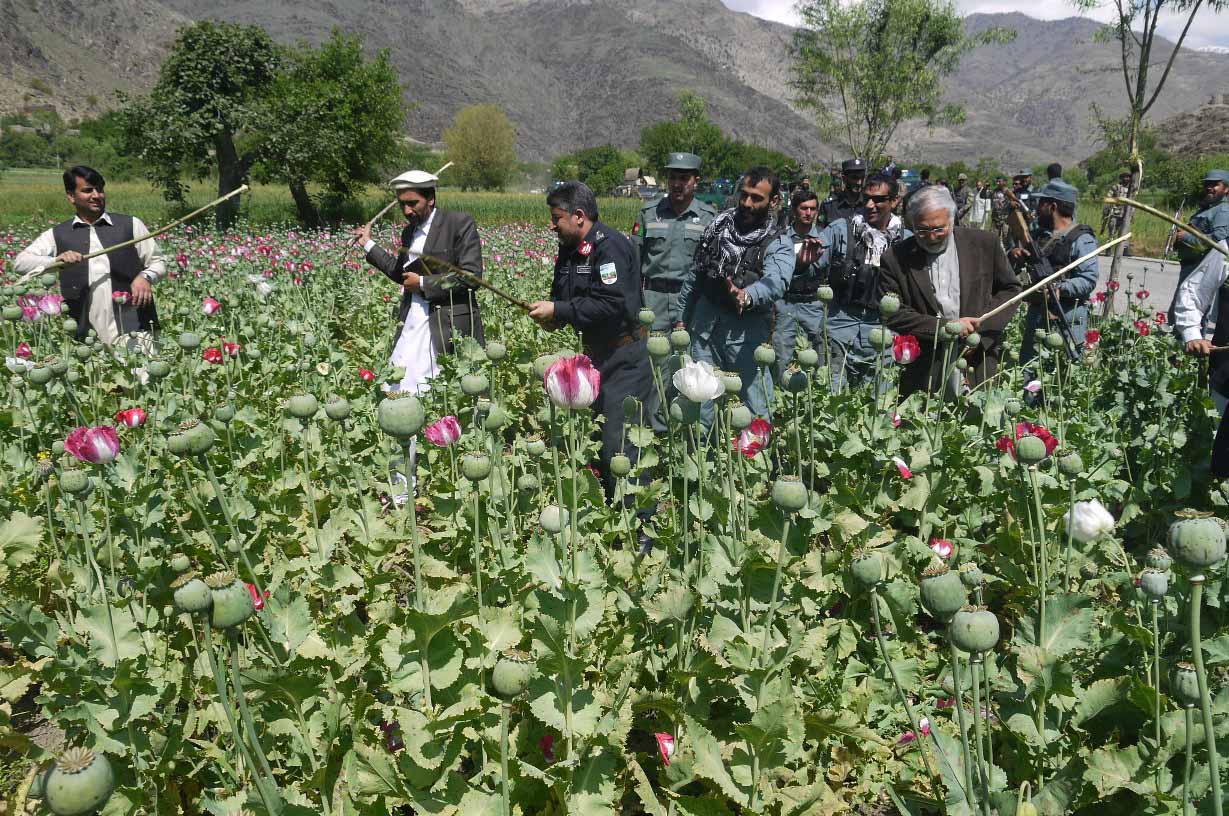  Afghan Police Destroy Poppy Farms In Badakhshan Province-TeluguStop.com