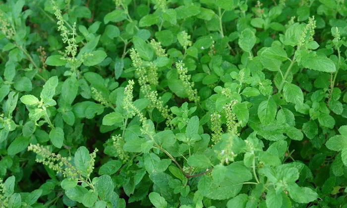 Telugu Basil, Bhakti, Devotional, Ekadashi, Krishna Tulsi, Rama Tulsi-Latest New