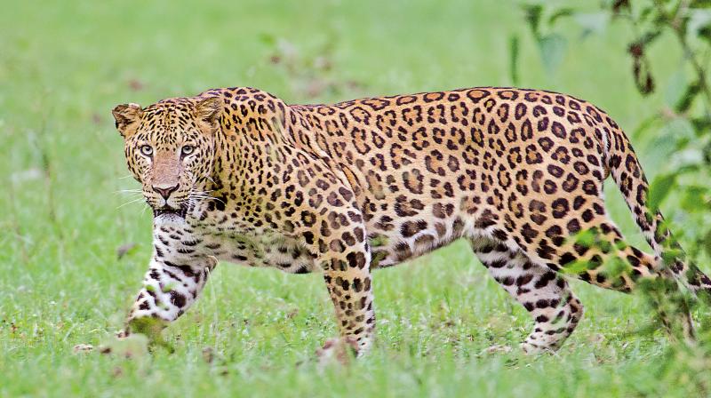  Leopard Migration Near Tirupati Renigunta-TeluguStop.com