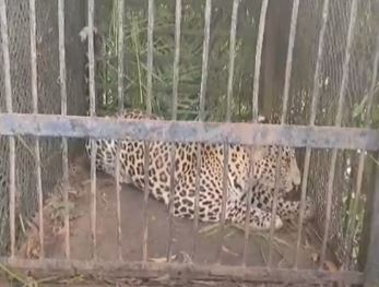  A Leopard Trapped In A Cage In Tirumala-TeluguStop.com