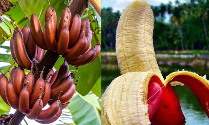  Cultivation Of Red Banana And Suitable Soils Details, Cultivation Of Red Banana,-TeluguStop.com