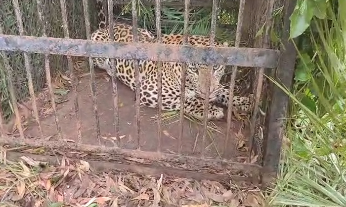  Forest Officers Caught Leopard In Tirumala, Forest Officers , Leopard ,tirumala,-TeluguStop.com