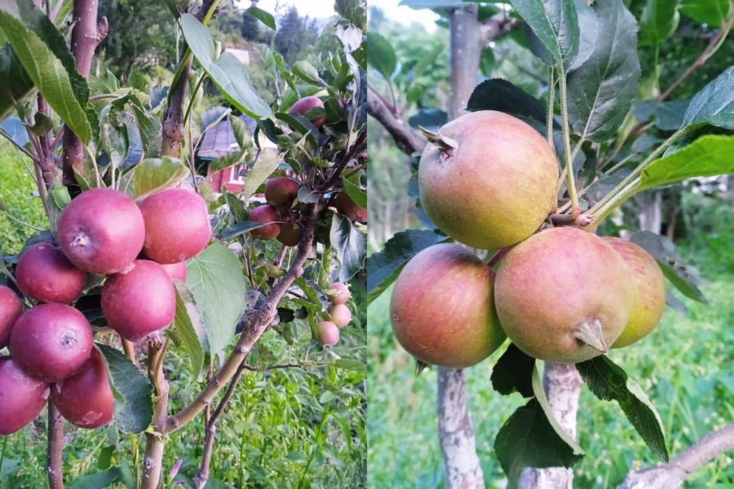  Freak Weather, Hailstorms May Impact Flavour, Quantities Of Himachal Apples-TeluguStop.com