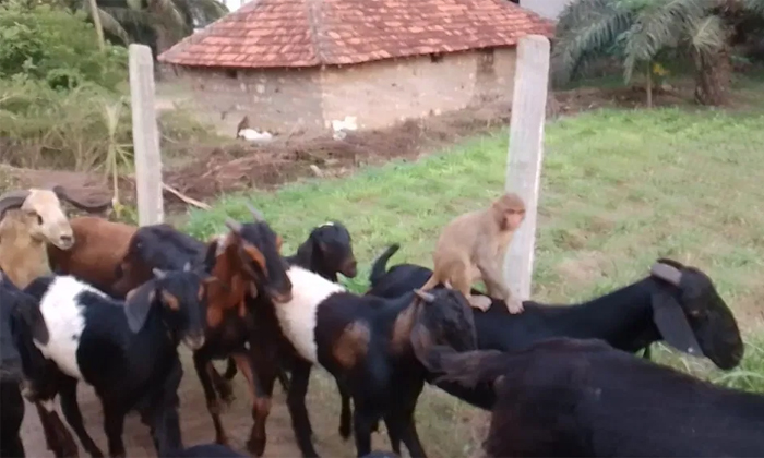  Goat Carrying Monkey On Back Viral Video Details, Monkey, Viral Video, Babubali-TeluguStop.com