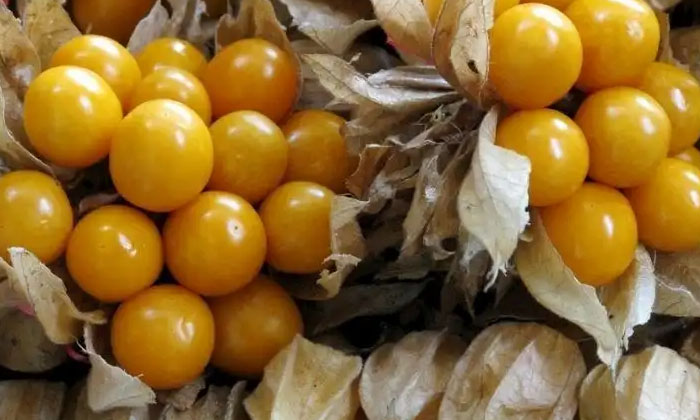 Telugu Agriculture, Andhra Pradesh, Farmers, Golden Berry, Latest Telugu, Mahara