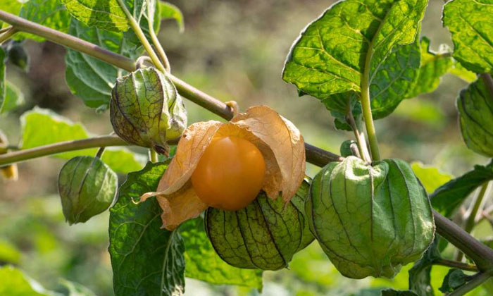  Golden Berry Farming Methods..! , Golden Berry , Golden Berry Farming , Maharash-TeluguStop.com