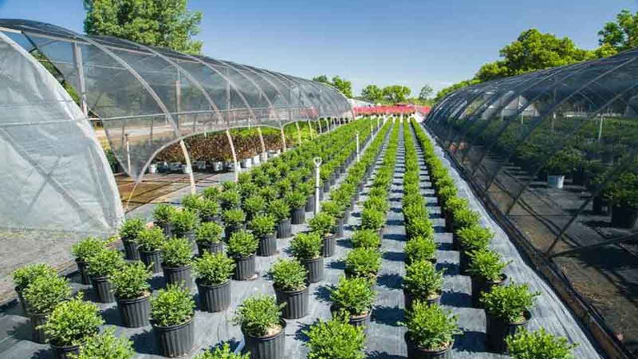  Horticulture Gives A Boost To Eco-growth In Telangana-TeluguStop.com