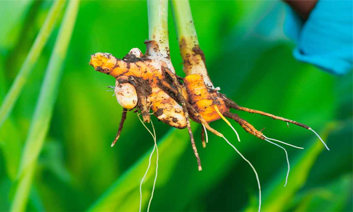  How To Prevent Pests In Turmeric Crop Details, Pests ,turmeric Crop, Turmeric,-TeluguStop.com