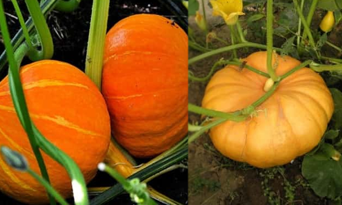 Telugu Agriculture, Anthracnose, Fertilizers, Fungus, Pumpkin Crop, Pumpkin-Late Telugu Agriculture, Anthracnose, Fertilizers, Fungus, Pumpkin Crop, Pumpkin-Late