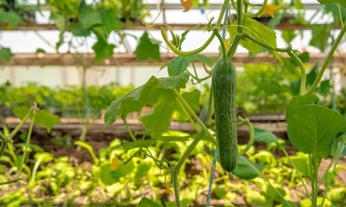 Telugu Agriculture, Cucumber, Downypowdery, Techniques, Powdery Mildew-Latest Ne