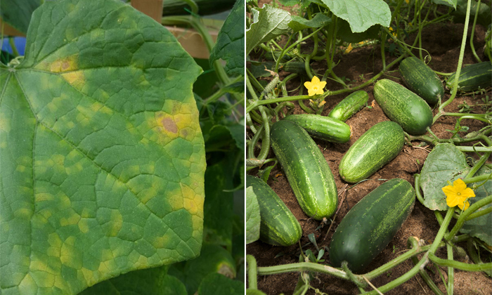  How To Treat Downy Powdery Mildew In Cucumber Cultivation Details, Downy Powder-TeluguStop.com