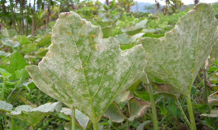 Telugu Agriculture, Cucumber, Downypowdery, Techniques, Powdery Mildew-Latest Ne