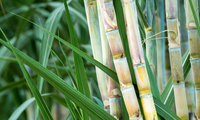  How To Treat Eye Spot Disease On Sugarcane Details, Eye Spot Disease ,sugarcane-TeluguStop.com