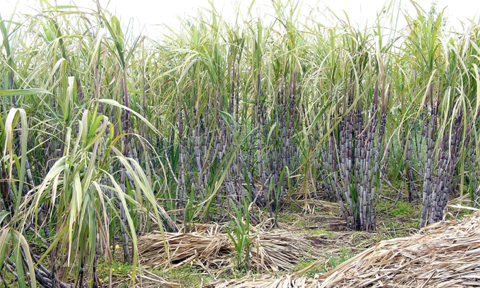 Telugu Agriculture, Eye Spot, Moisture, Sugarcane, Sugarcane Crop, Weeds-Latest